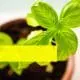 Benefits of Basil